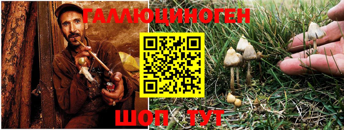 Псилоцибиновые грибы Psilocybine cubensis Сарапул